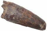 Fossil Spinosaurus Tooth - Robust Tooth #220765-1